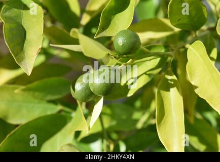 Orangenbaum, Citrus sinensis, ist eine exotische Frucht, die auch als Duftgeber verwendet wird. Orange, Baum, Citrus sinensis, ist ein Exot Stockfoto