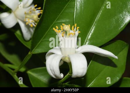 Orange, Citrus sinensis, ist eine exotische Frucht sterben auch getrocknet als Duftgeber verwendet wird. Orange, Citrus sinensis, ist eine exotische Frucht, die Stockfoto