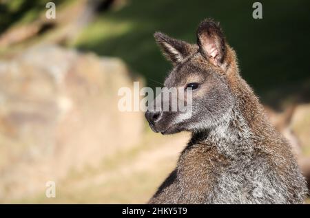 Seitenportrait der rothalsigen Wallaby im Zoologischen Garten. Notamacropus Rufogriseus ist ein mittelgroßer Macropod marsupial. Stockfoto