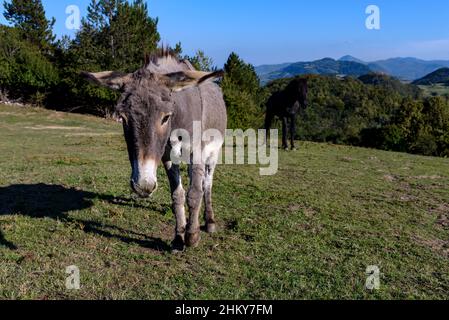 Ein süßer Esel und Pferd auf der Weide an einem sonnigen Tag. Stockfoto