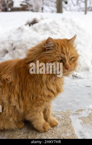 Nasse schäbige Ingwer-Katze mit flauschigen Haaren und traurigen grünen Augen, die im Winter auf der Straße im Dorf auf dem Land leben. Tierheim. Menschen und Stockfoto