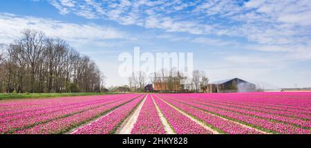 Panorama einer Tulpenfarm in Noordoostpolder, Niederlande Stockfoto