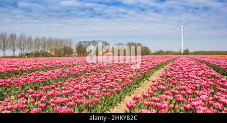 Panorama eines rot-weißen Tulpenfeldes mit Windmühle in Noordoostpolder, Niederlande Stockfoto