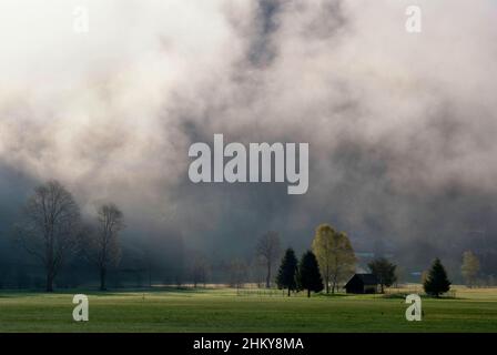Nebel hängt über einer alpinen Wiese bei Menzenschwand Stockfoto