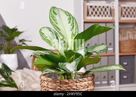 Tropisch getopfte 'Aglaonema Silver Bay'-Zimmerpflanze mit silbernem Muster im Korb Stockfoto