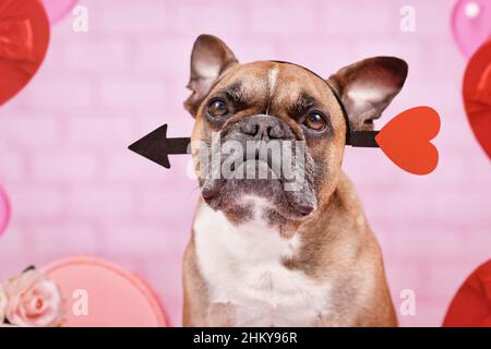 Französischer Bulldog Hund mit Valentinstag Liebe Pfeil Stirnband auf rosa Hintergrund Stockfoto