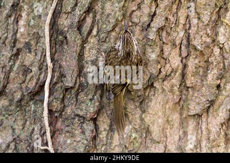 Baum kriechend (Certhia familiaris) streifend braun über blassen Unterteilen und nach unten gebogene Nadel wie Schnabel. Der steife Stachelschwanz unterstützt die Rinde. Stockfoto