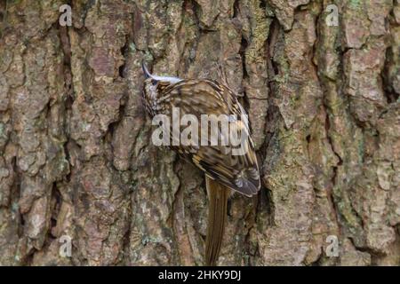 Baum kriechend (Certhia familiaris) streifend braun über blassen Unterteilen und nach unten gebogene Nadel wie Schnabel. Der steife Stachelschwanz unterstützt die Rinde. Stockfoto