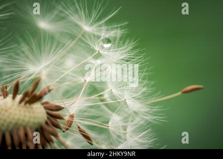 Im Einklang mit der Natur. Weißer Dandelionsamen-Kopf auf grünem Hintergrund Stockfoto