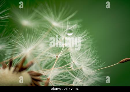 Im Einklang mit der Natur. Weißer Dandelionsamen-Kopf auf grünem Hintergrund Stockfoto