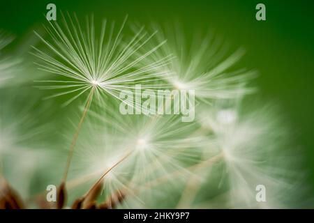 Im Einklang mit der Natur. Weißer Dandelionsamen-Kopf auf grünem Hintergrund Stockfoto
