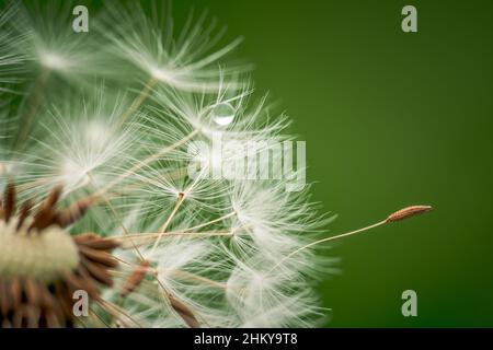 Im Einklang mit der Natur. Weißer Dandelionsamen-Kopf auf grünem Hintergrund Stockfoto