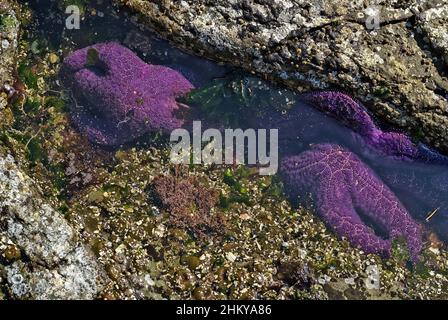 Purple Starfish oder Sea Stars in einem Gezeitenpool auf Vancouver Island Stockfoto