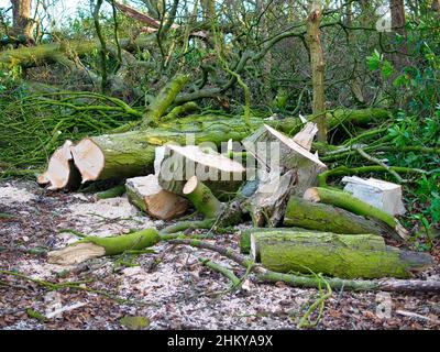 Gesägte Baumstammabschnitte stapelten sich nach Sturmschäden zur Räumung. Sägespäne erscheinen im Vordergrund. Aufgenommen im Winter in Großbritannien. Stockfoto