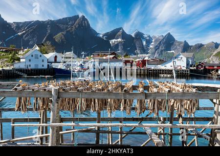 Trocknen von Fischen auf der traditionellen Art und Weise auf Freiluftregalen, Hamnoy, Lofoten-Inseln, Norwegen. Stockfoto