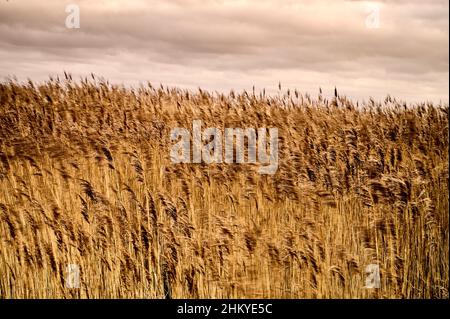 Schilffeld, das sich an einem Wintertag im Wind bewegt Stockfoto