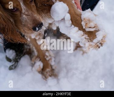 Hund englisch Cocker Spaniel in Schneeskates im Winter. Stockfoto