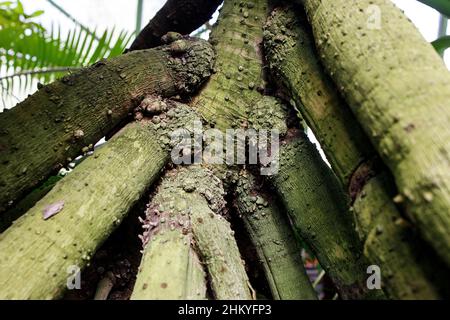 Pandanus reflexus wird oft als Palme auf Stelzen in einem Moskauer Apothekengarten bezeichnet Stockfoto