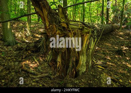 Die unberührte Naturlandschaft des Tiefentals entlang der Pulsnitz zwischen Reichenau und Königsbrück in Sachsen, Deutschland, Europa. Stockfoto