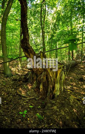 Die unberührte Naturlandschaft des Tiefentals entlang der Pulsnitz zwischen Reichenau und Königsbrück in Sachsen, Deutschland, Europa. Stockfoto