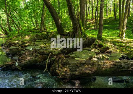 Die unberührte Naturlandschaft des Tiefentals entlang der Pulsnitz zwischen Reichenau und Königsbrück in Sachsen, Deutschland, Europa. Stockfoto