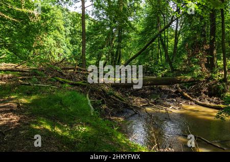 Die unberührte Naturlandschaft des Tiefentals entlang der Pulsnitz zwischen Reichenau und Königsbrück in Sachsen, Deutschland, Europa. Stockfoto