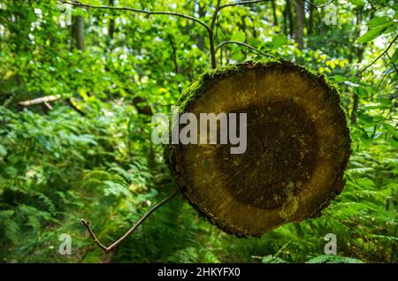 Die unberührte Naturlandschaft des Tiefentals entlang der Pulsnitz zwischen Reichenau und Königsbrück in Sachsen, Deutschland, Europa. Stockfoto