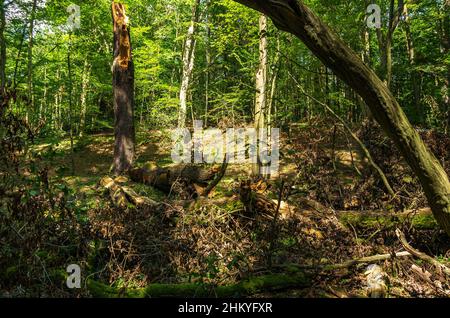 Die unberührte Naturlandschaft des Tiefentals entlang der Pulsnitz zwischen Reichenau und Königsbrück in Sachsen, Deutschland, Europa. Stockfoto