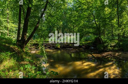 Die unberührte Naturlandschaft des Tiefentals entlang der Pulsnitz zwischen Reichenau und Königsbrück in Sachsen, Deutschland, Europa. Stockfoto