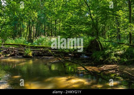 Die unberührte Naturlandschaft des Tiefentals entlang der Pulsnitz zwischen Reichenau und Königsbrück in Sachsen, Deutschland, Europa. Stockfoto