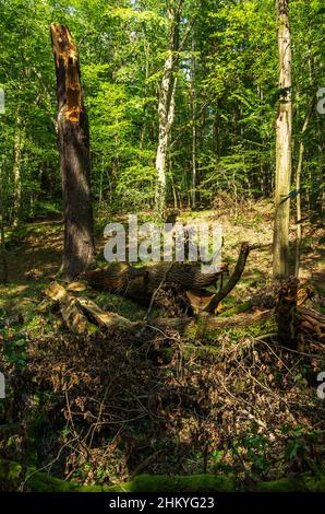 Die unberührte Naturlandschaft des Tiefentals entlang der Pulsnitz zwischen Reichenau und Königsbrück in Sachsen, Deutschland, Europa. Stockfoto