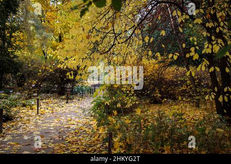 Herbstpark, gelbe Ulmenblätter, es gibt einen Weg in den Herbstwald. Stockfoto