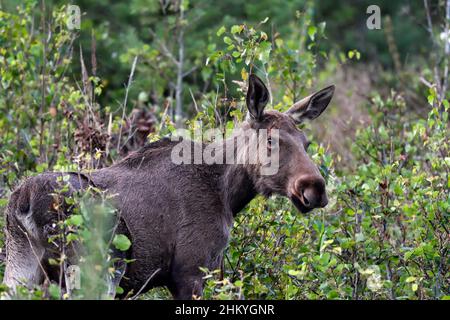 Junge Elch Kuh Weiden im Wald Stockfoto