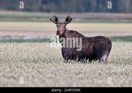 Junge Elch stier Beweidung auf wheatfield Stockfoto