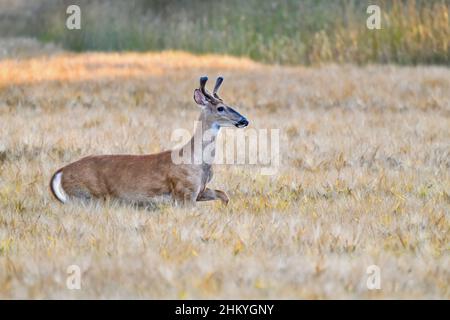 Weißwedelhirsche ist der Kreuzung weizenfeld am Abend. Stockfoto