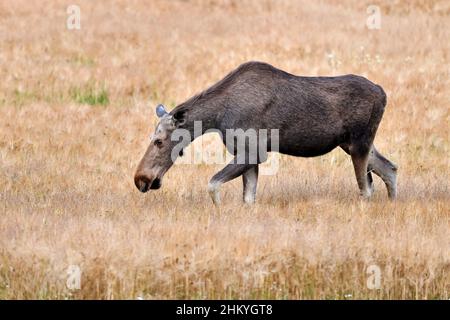 Elch genießt das Crop Field Buffet. Stockfoto