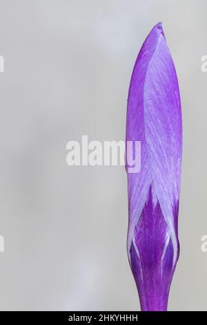 Ein einziger purpurner Krokus auf dem alten Friedhof von Southampton Stockfoto