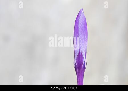 Ein einziger purpurner Krokus auf dem alten Friedhof von Southampton Stockfoto