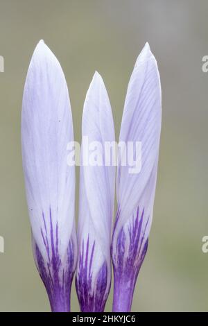 Drei weiße und violette Krokusse auf dem Old Cemetery in Southampton Stockfoto