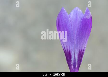 Ein einziger purpurner Krokus auf dem alten Friedhof von Southampton Stockfoto