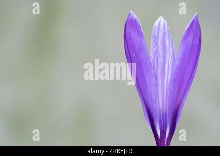 Ein einziger purpurner Krokus auf dem alten Friedhof von Southampton Stockfoto