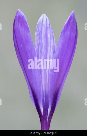 Ein einziger purpurner Krokus auf dem alten Friedhof von Southampton Stockfoto