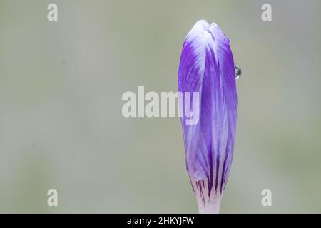 Ein einziger purpurner Krokus auf dem alten Friedhof von Southampton Stockfoto