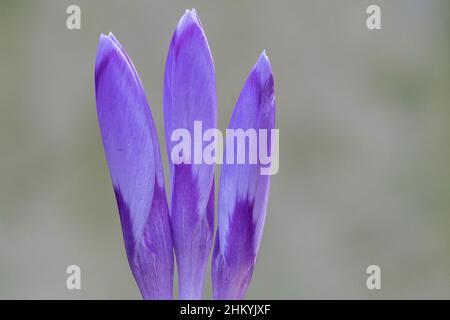 Drei violette Krokusse auf dem Old Cemetery in Southampton Stockfoto