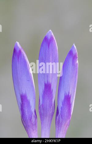 Drei violette Krokusse auf dem Old Cemetery in Southampton Stockfoto