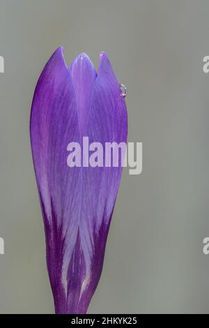 Ein einziger purpurner Krokus auf dem alten Friedhof von Southampton Stockfoto