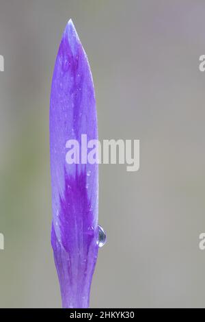 Ein einziger purpurner Krokus auf dem alten Friedhof von Southampton Stockfoto