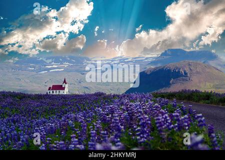 Blick auf das Tal mit blühendem blauviolettem Lupinenfeld, weißer Kirche mit rotem Dach, Hügeln und Sonnenstrahlen, die morgens Cumuluswolken brechen - Island (Focu Stockfoto