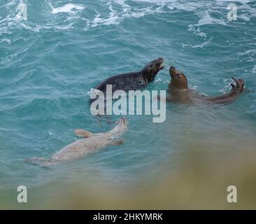 Drei Kegelrobben im Meer - Cornwall, Großbritannien Stockfoto