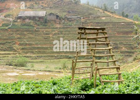 Gemüsefeld und Reisterrassen im Cat Cat Hmong Village, Sapa (Sa Pa), Provinz Lao Cai, Vietnam, Südostasien Stockfoto